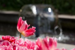 IMG_0037