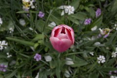 IMG_9764