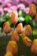 IMG_9866