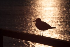 IMG_5683