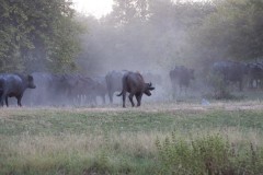 IMG_9982