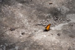 thai_0576